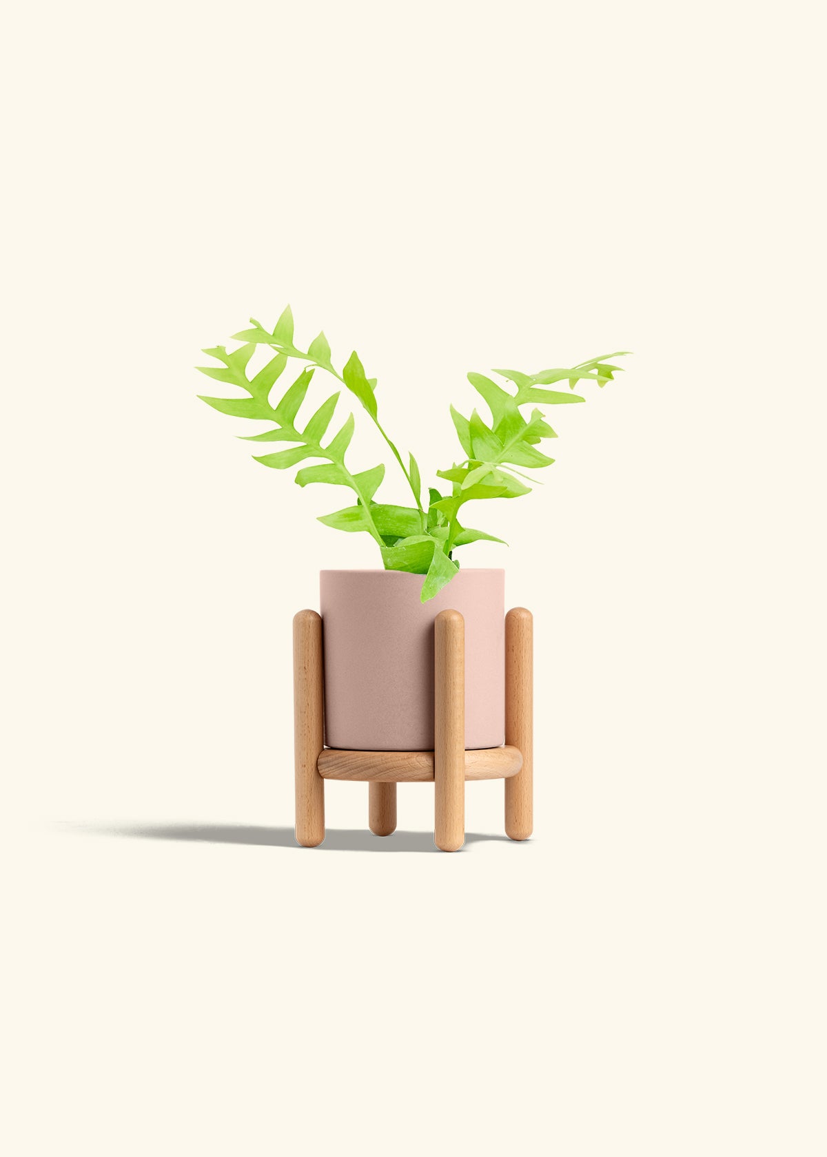Sharktooth Fern in a 4 inches Pink Classic Cylinder Planter in a Beech Wood Stand