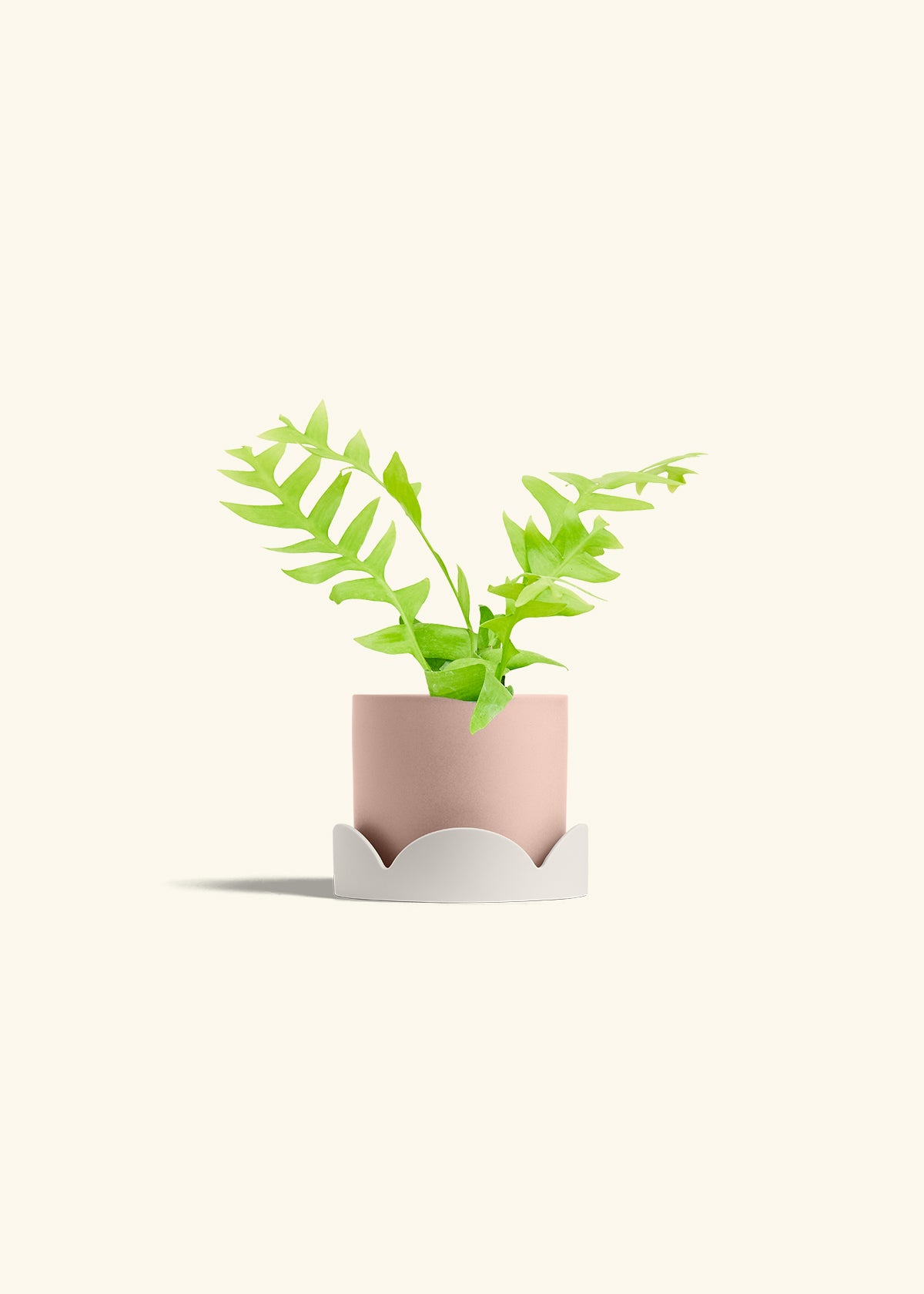 Sharktooth Fern in a 4 inches Pink Classic Cylinder Planter in a Oat Petal Drip Tray