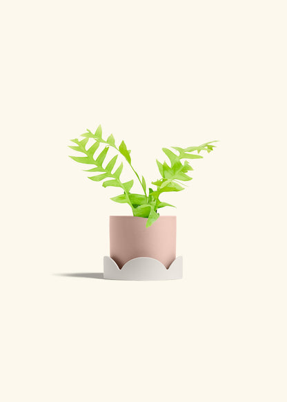 Sharktooth Fern in a 4 inches Pink Classic Cylinder Planter in a Oat Petal Drip Tray