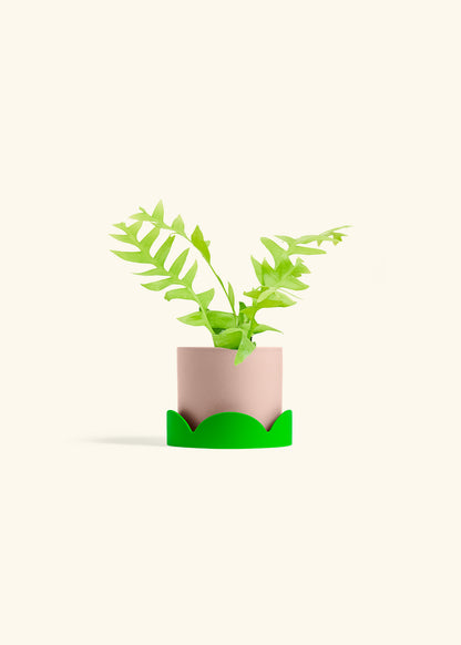 Sharktooth Fern in a 4 inches Pink Classic Cylinder Planter in a Shamrock Petal Drip Tray