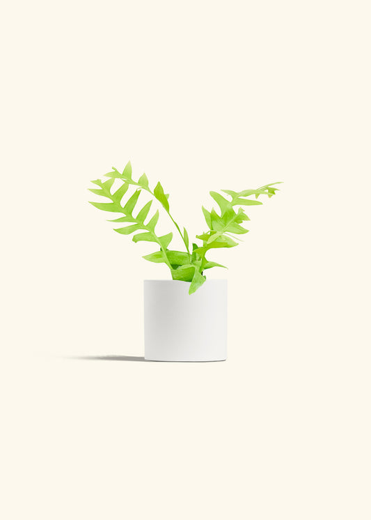 Sharktooth Fern in a 4 inches White Classic Cylinder Planter 