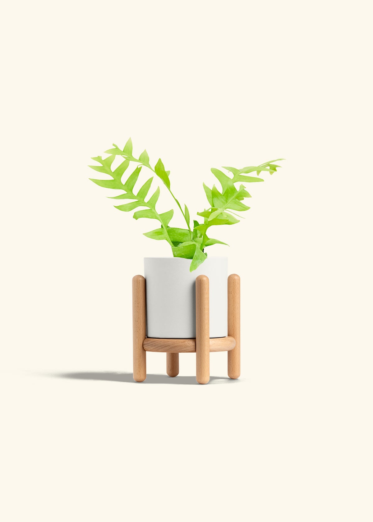 Sharktooth Fern in a 4 inches White Classic Cylinder Planter in a Beech Wood Stand
