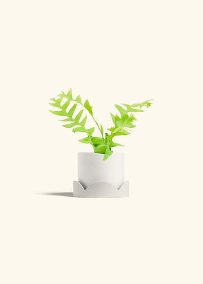 Sharktooth Fern in a 4 inches White Classic Cylinder Planter in a Oat Petal Drip Tray