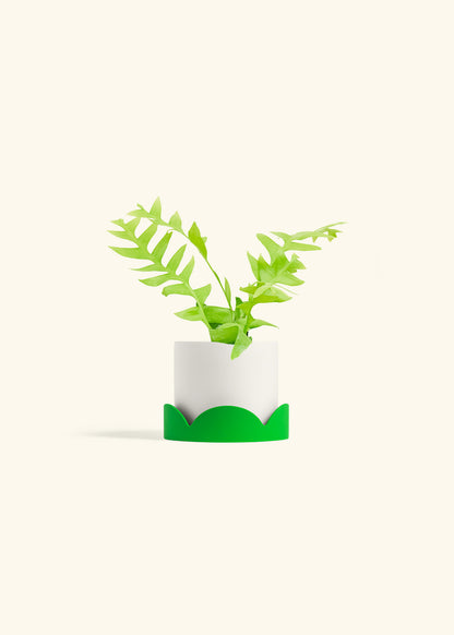 Sharktooth Fern in a 4 inches White Classic Cylinder Planter in a Shamrock Petal Drip Tray