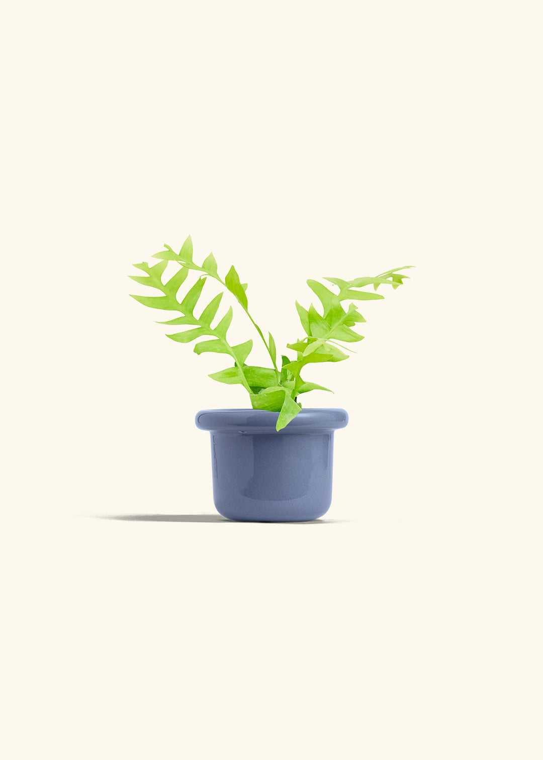 Sharktooth Fern in a 4 inches Fat Lip Blue Planter 