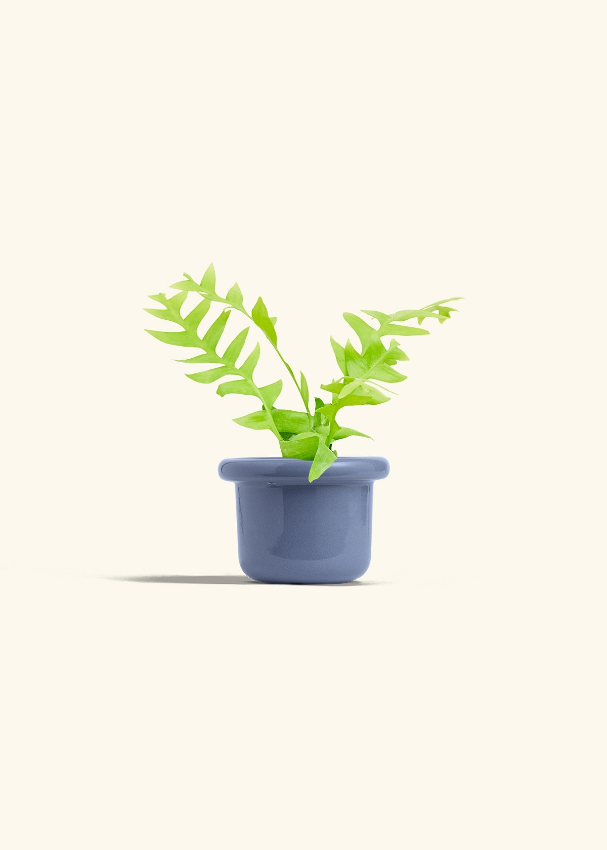 Sharktooth Fern in a 4 inches Fat Lip Blue Planter 