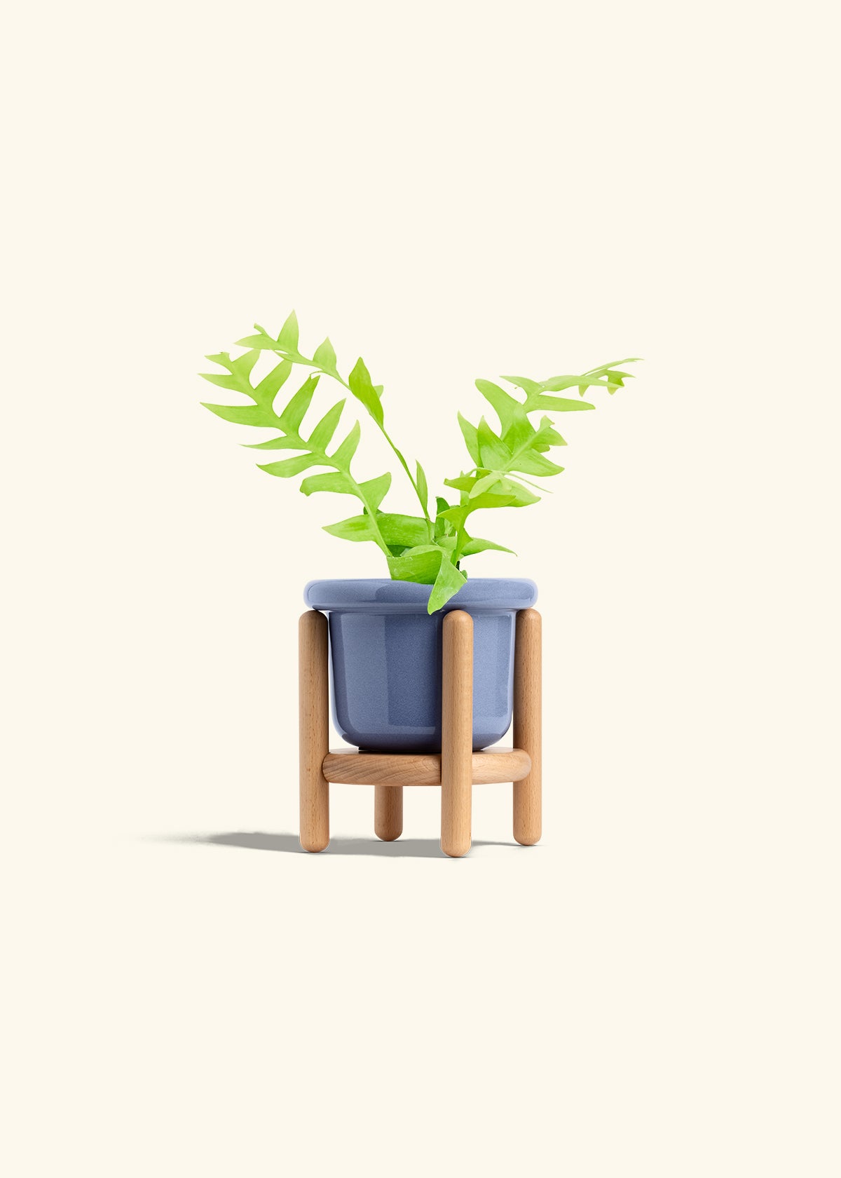 Sharktooth Fern in a 4 inches Fat Lip Blue Planter in a Beech Wood Stand