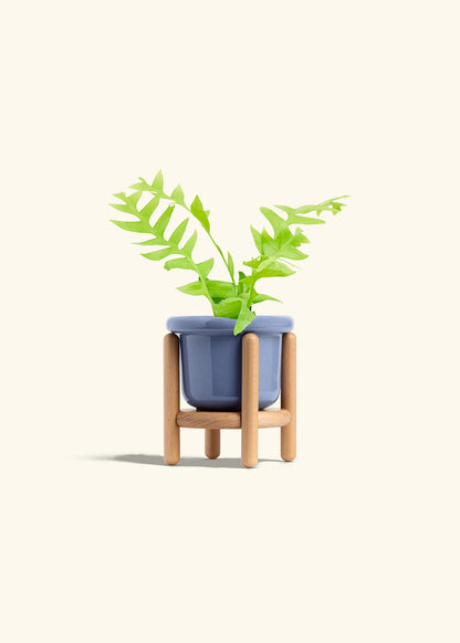 Sharktooth Fern in a 4 inches Fat Lip Blue Planter in a Beech Wood Stand