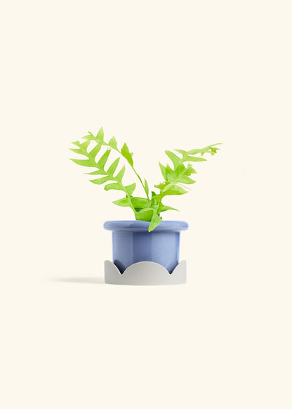 Sharktooth Fern in a 4 inches Fat Lip Blue Planter in a Oat Petal Drip Tray