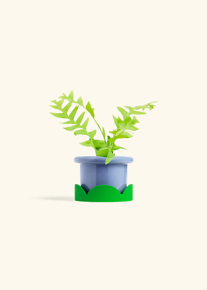 Sharktooth Fern in a 4 inches Fat Lip Blue Planter in a Shamrock Petal Drip Tray