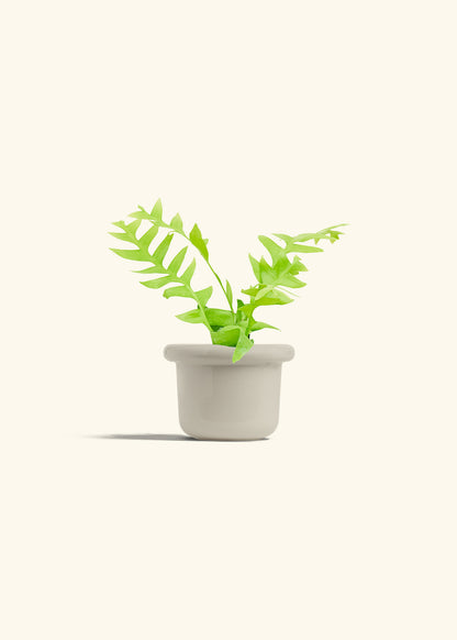 Sharktooth Fern in a 4 inches Fat Lip Oat Planter 