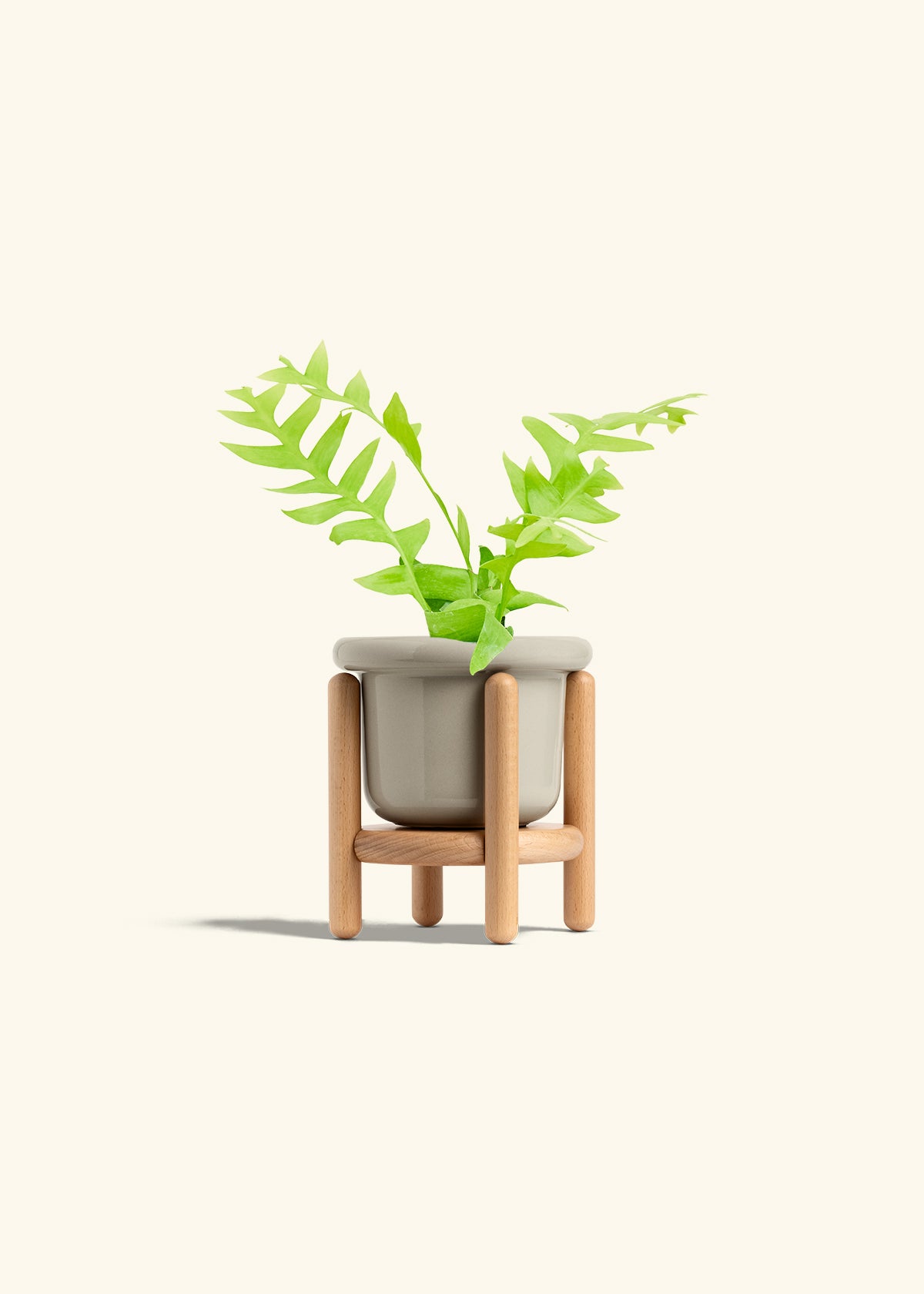 Sharktooth Fern in a 4 inches Fat Lip Oat Planter in a Beech Wood Stand