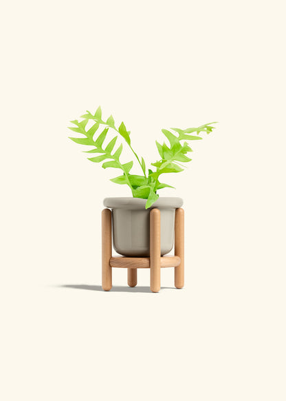 Sharktooth Fern in a 4 inches Fat Lip Oat Planter in a Beech Wood Stand