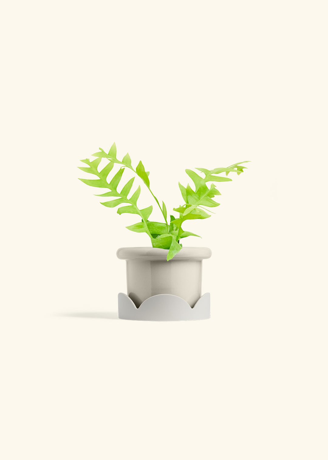 Sharktooth Fern in a 4 inches Fat Lip Oat Planter in a Oat Petal Drip Tray