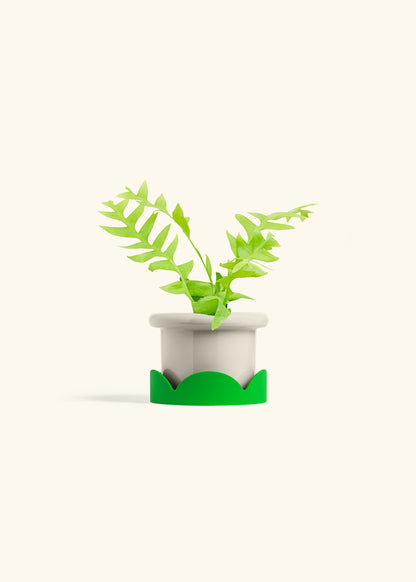 Sharktooth Fern in a 4 inches Fat Lip Oat Planter in a Shamrock Petal Drip Tray