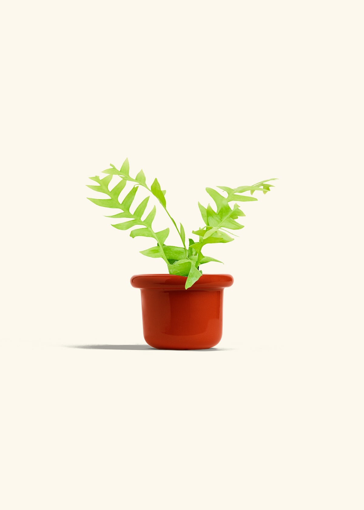 Sharktooth Fern in a 4 inches Fat Lip Red Planter 