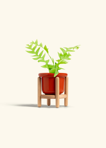 Sharktooth Fern in a 4 inches Fat Lip Red Planter in a Beech Wood Stand