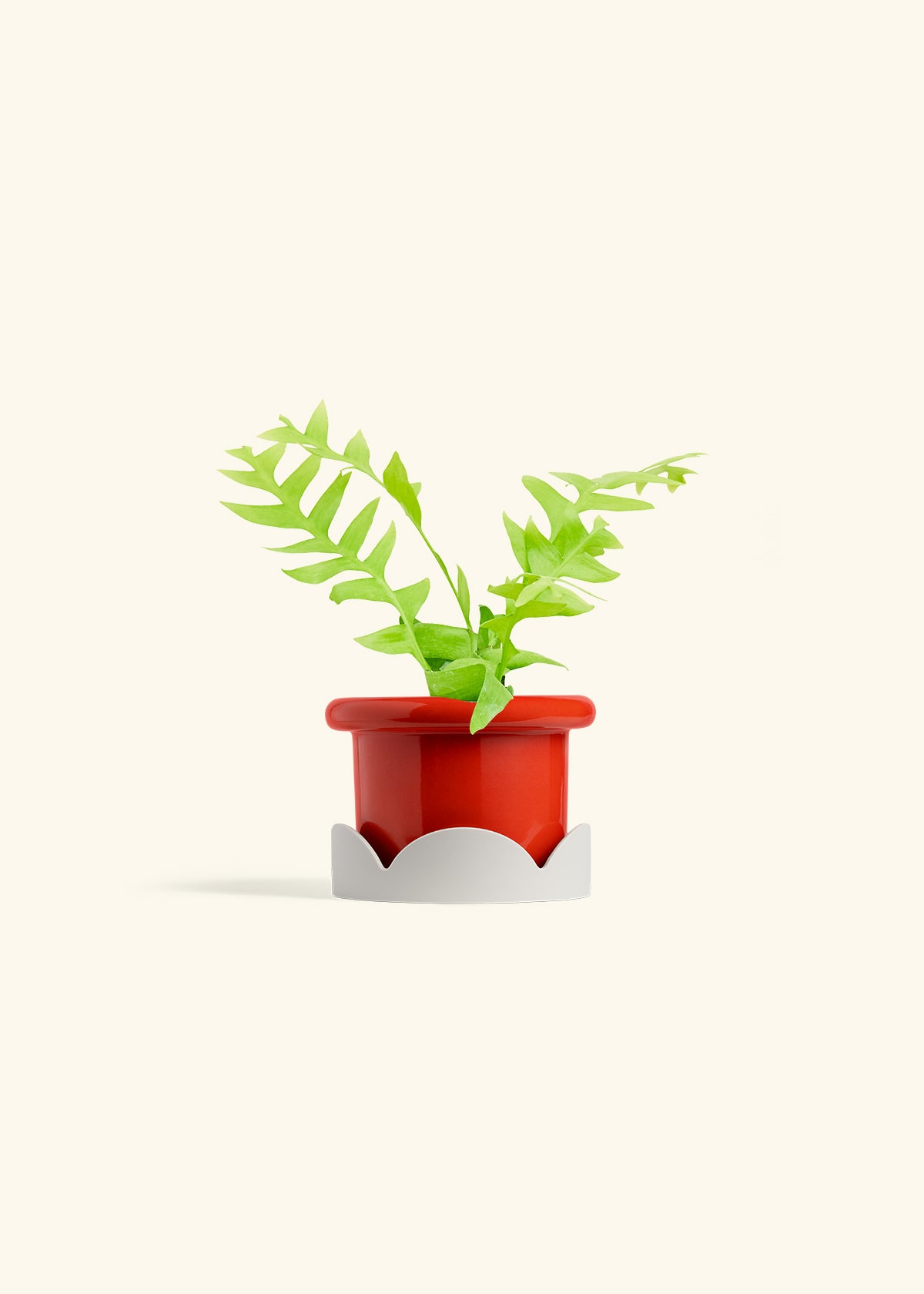 Sharktooth Fern in a 4 inches Fat Lip Red Planter in a Oat Petal Drip Tray