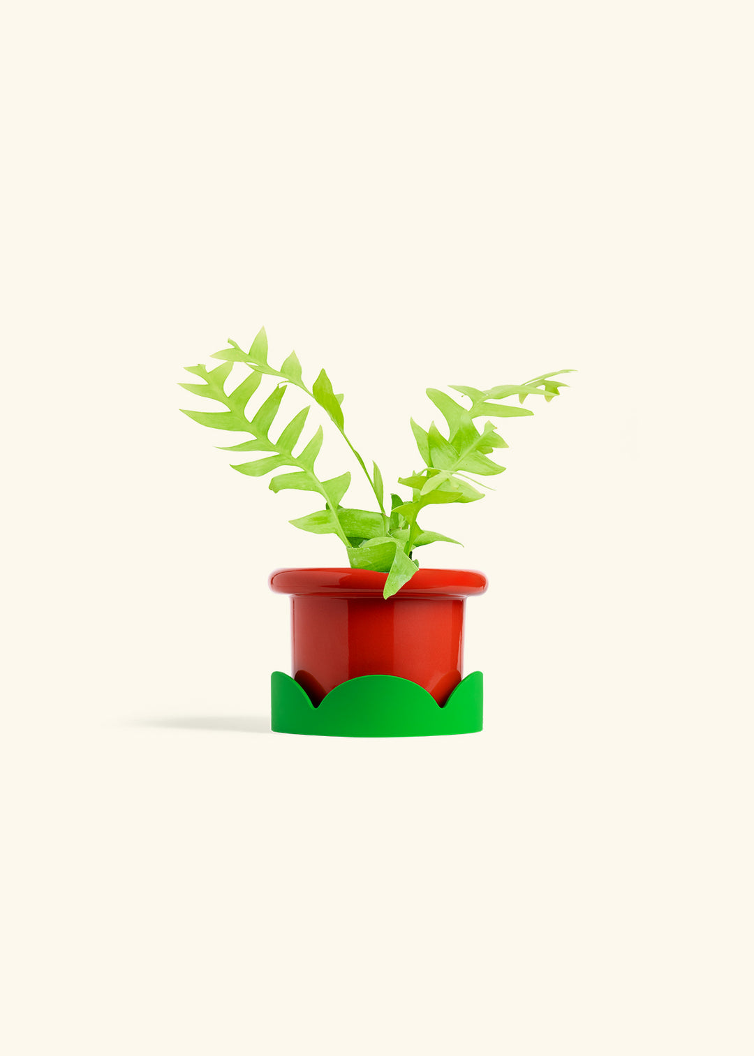Sharktooth Fern in a 4 inches Fat Lip Red Planter in a Shamrock Petal Drip Tray