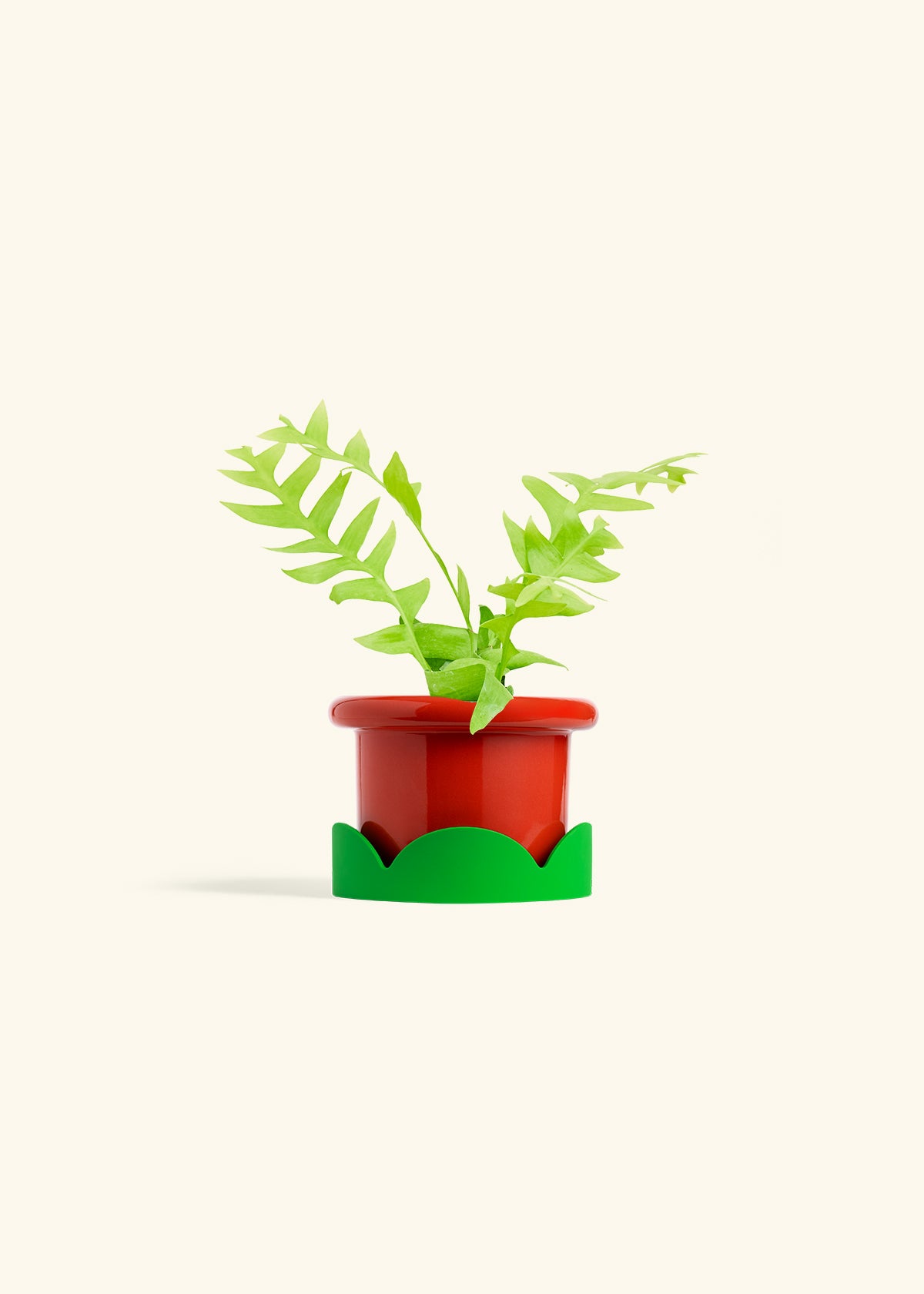 Sharktooth Fern in a 4 inches Fat Lip Red Planter in a Shamrock Petal Drip Tray