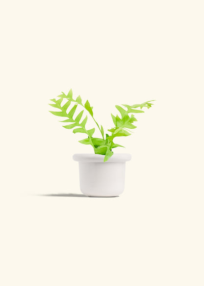 Sharktooth Fern in a 4 inches Fat Lip White Planter 