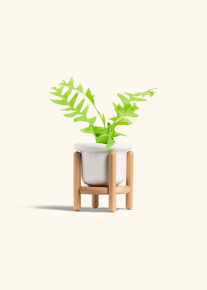 Sharktooth Fern in a 4 inches Fat Lip White Planter in a Beech Wood Stand