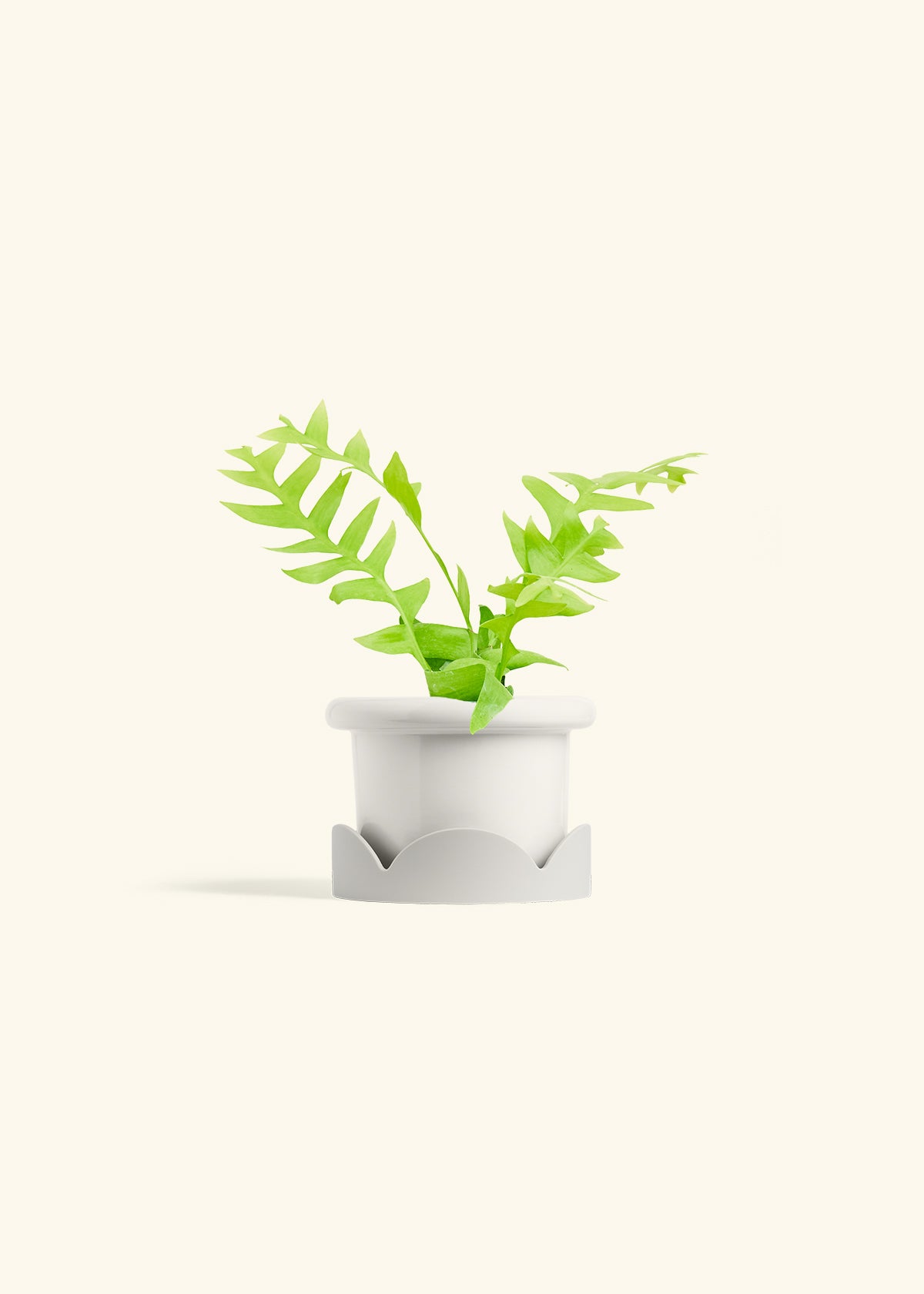Sharktooth Fern in a 4 inches Fat Lip White Planter in a Oat Petal Drip Tray
