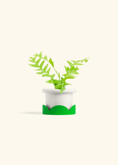 Sharktooth Fern in a 4 inches Fat Lip White Planter in a Shamrock Petal Drip Tray