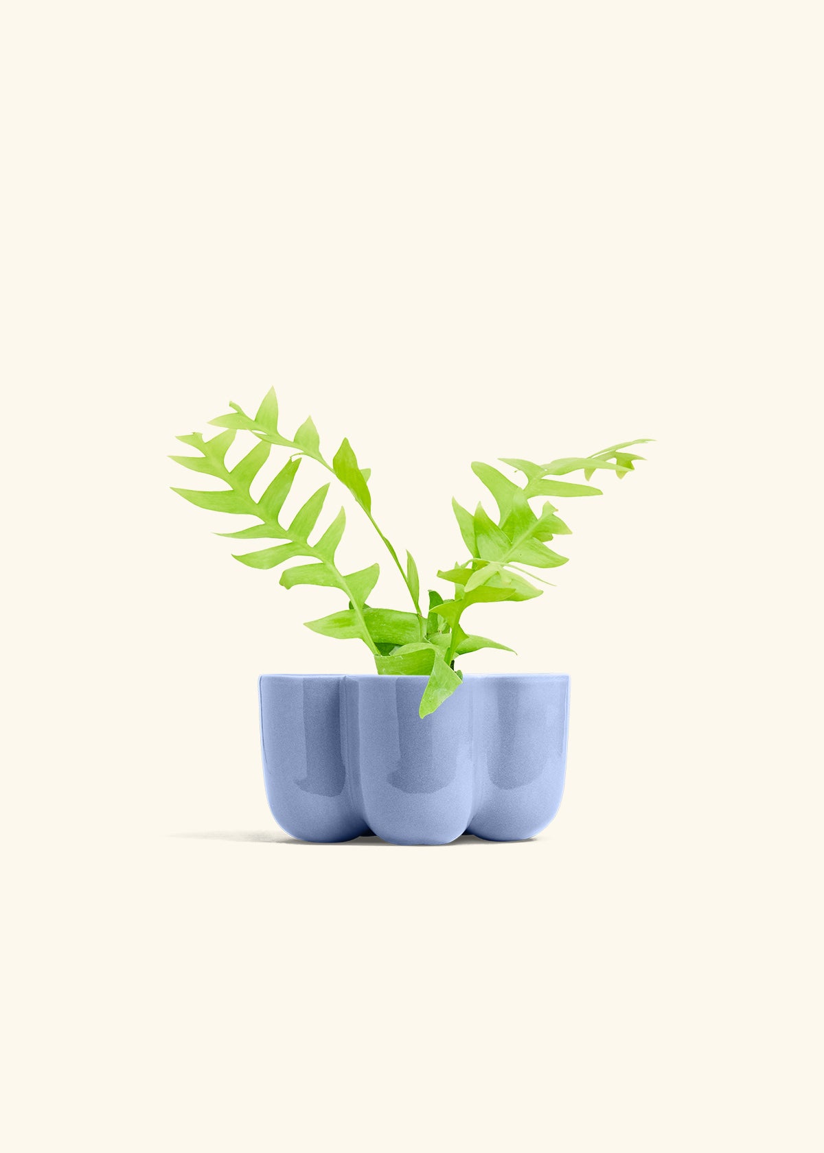 Sharktooth Fern in a 4 inches in a Blue Petal Planter