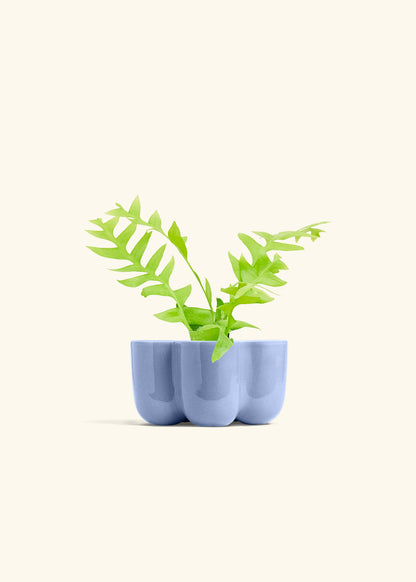 Sharktooth Fern in a 4 inches in a Blue Petal Planter