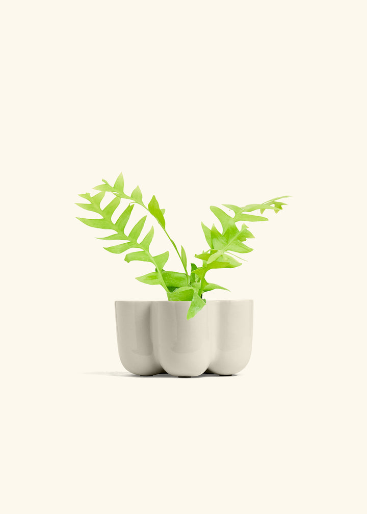 Sharktooth Fern in a 4 inches in a Oat Petal Planter