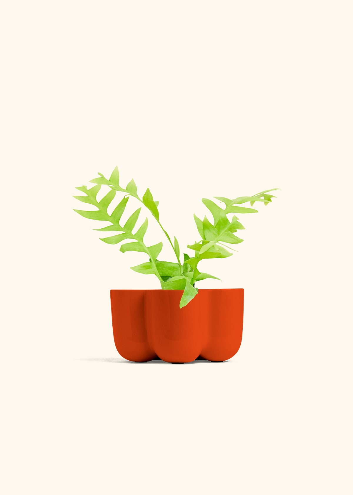 Sharktooth Fern in a 4 inches in a Red Petal Planter