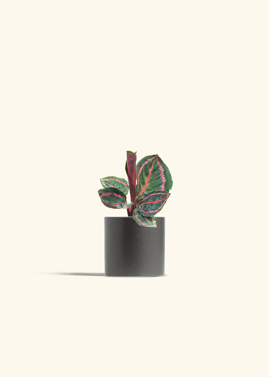 Calathea Dottie in a 4 inches Charcoal Classic Cylinder Planter 