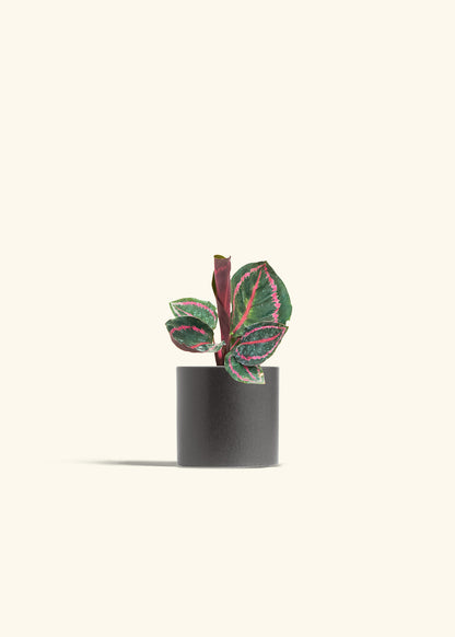 Calathea Dottie in a 4 inches Charcoal Classic Cylinder Planter 