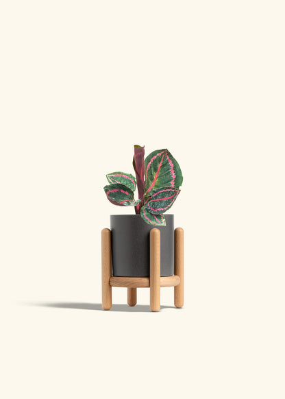 Calathea Dottie in a 4 inches Charcoal Classic Cylinder Planter in a Beech Wood Stand