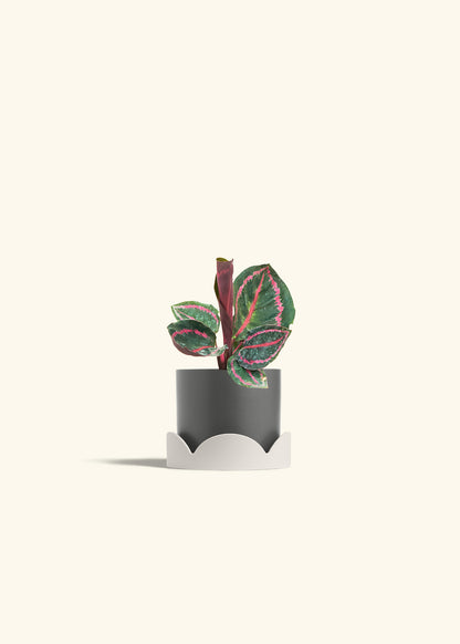 Calathea Dottie in a 4 inches Charcoal Classic Cylinder Planter in a Oat Petal Drip Tray