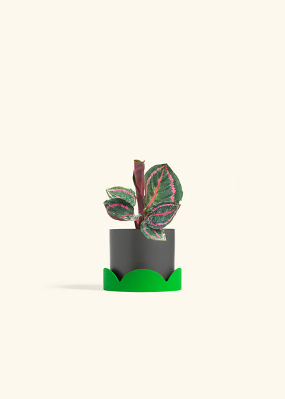Calathea Dottie in a 4 inches Charcoal Classic Cylinder Planter in a Shamrock Petal Drip Tray