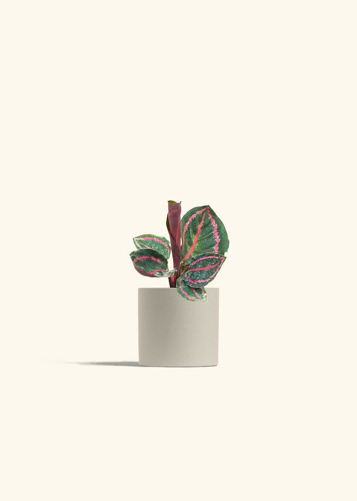 Calathea Dottie in a 4 inches Oat Classic Cylinder Planter 