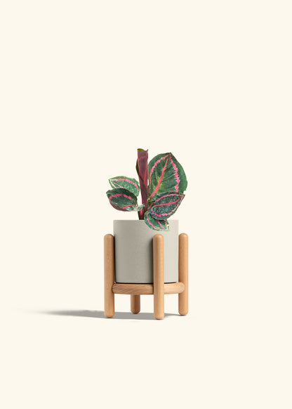 Calathea Dottie in a 4 inches Oat Classic Cylinder Planter in a Beech Wood Stand