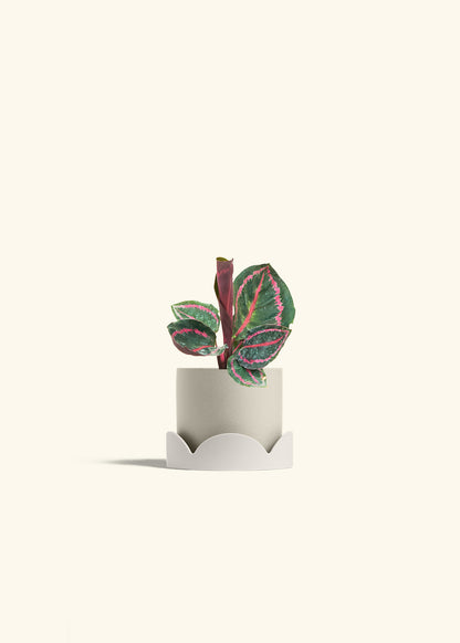 Calathea Dottie in a 4 inches Oat Classic Cylinder Planter in a Oat Petal Drip Tray