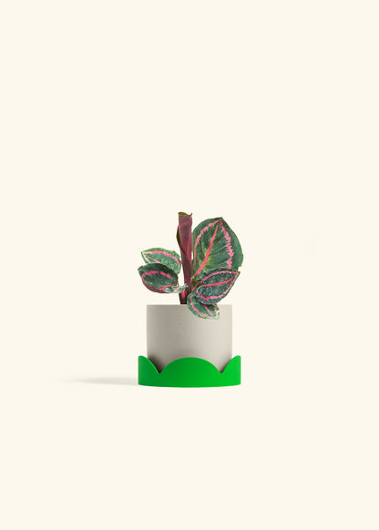 Calathea Dottie in a 4 inches Oat Classic Cylinder Planter in a Shamrock Petal Drip Tray