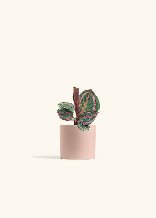 Calathea Dottie in a 4 inches Pink Classic Cylinder Planter 