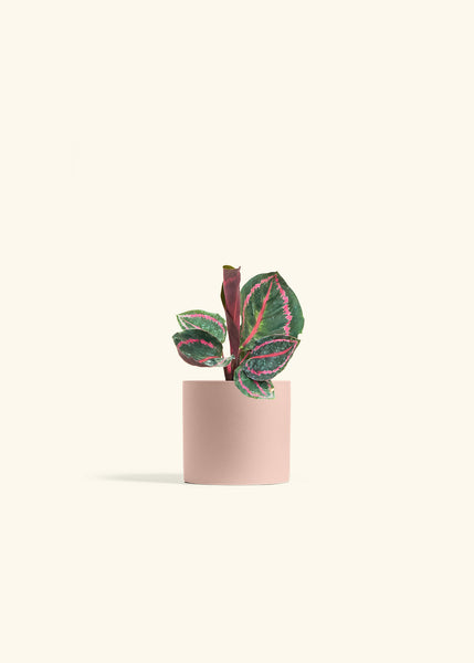 Calathea 'Dottie' – Hey Rooted