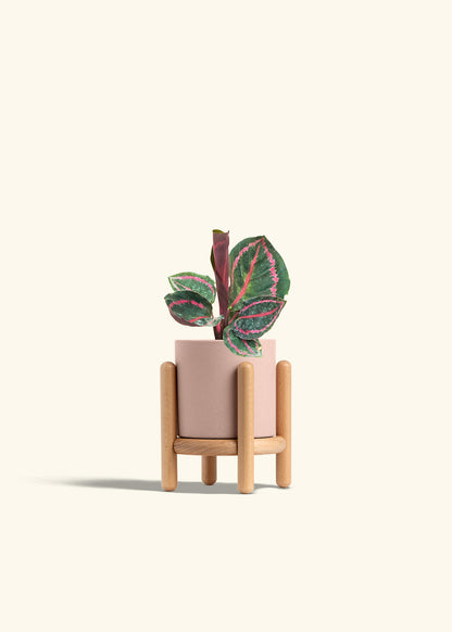 Calathea Dottie in a 4 inches Pink Classic Cylinder Planter in a Beech Wood Stand