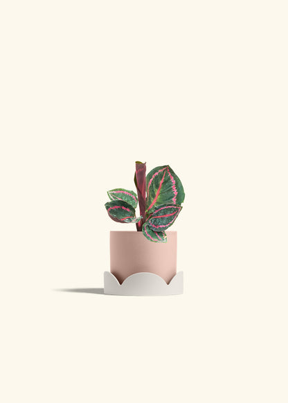 Calathea Dottie in a 4 inches Pink Classic Cylinder Planter in a Oat Petal Drip Tray
