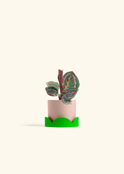 Calathea Dottie in a 4 inches Pink Classic Cylinder Planter in a Shamrock Petal Drip Tray