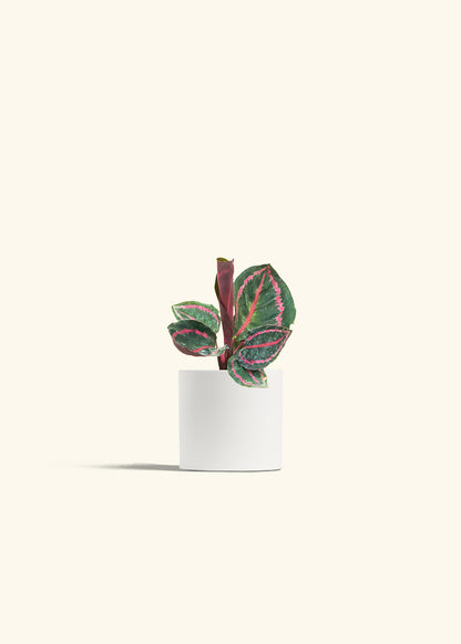 prayer plant dottie Calathea 'Dottie' – Hey Rooted