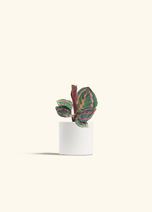 Calathea Dottie in a 4 inches White Classic Cylinder Planter 