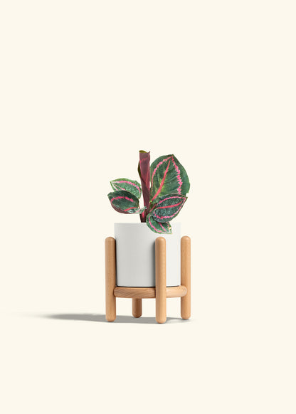 Calathea Dottie in a 4 inches White Classic Cylinder Planter in a Beech Wood Stand