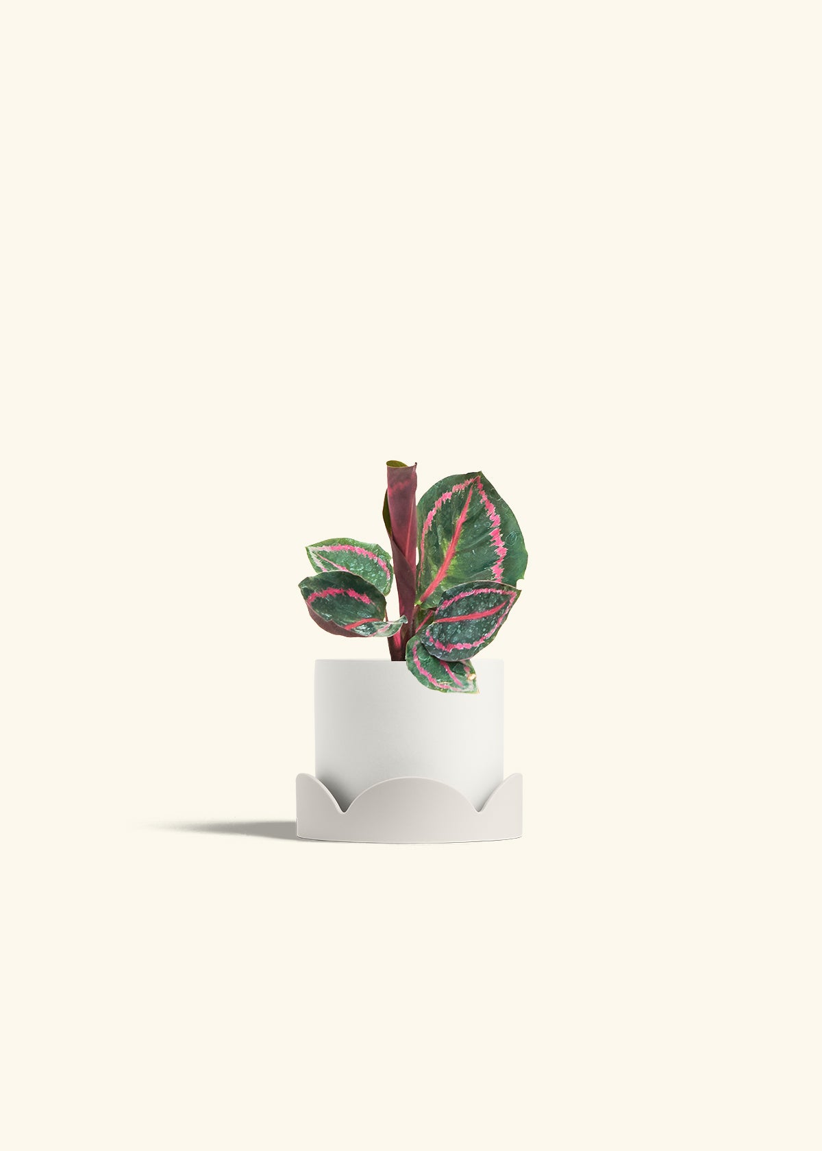 Calathea Dottie in a 4 inches White Classic Cylinder Planter in a Oat Petal Drip Tray